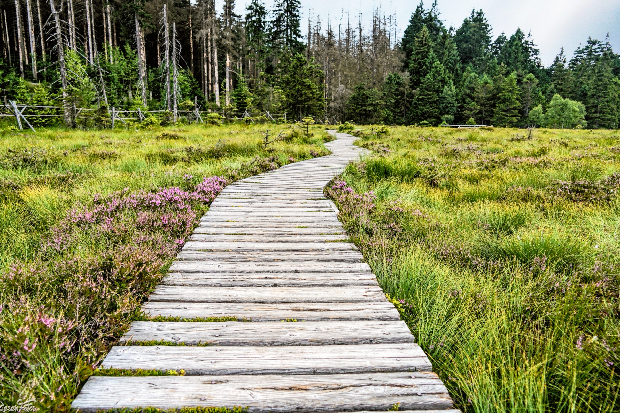 Großes Torfhausmoor